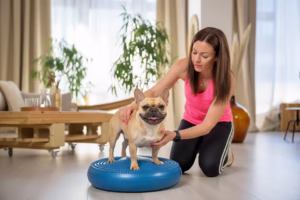Kutya fizoterápia - Kutya mozgás fejlesztése otthon fizioterápiás labdán gyakorolva
